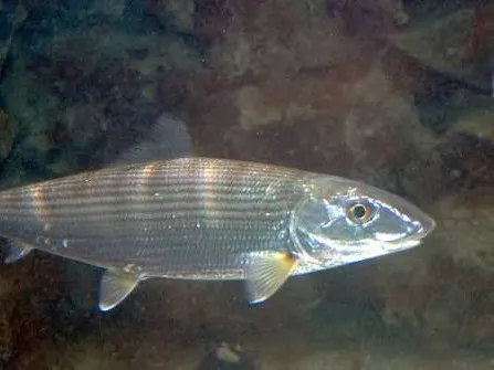 Bonefish
