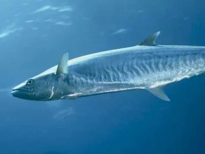 King mackerel