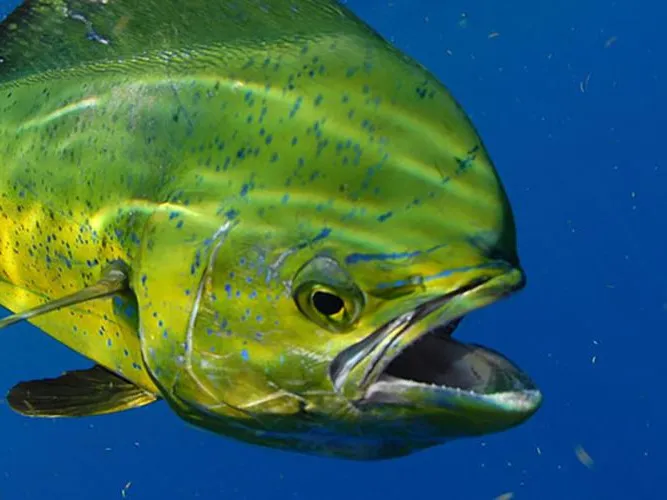Mahi-mahi