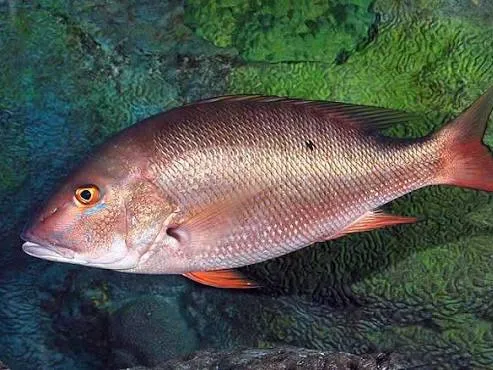 Mutton snapper