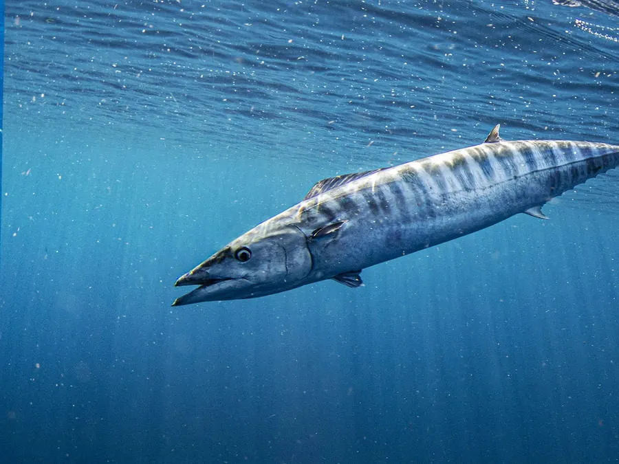 Wahoo